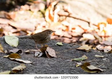 Puff-throated Babbler: a passerine bird found in Asia and it likes to quietly forage forest grounds through grass, plants, and turning fallen leaves for worms and insects.