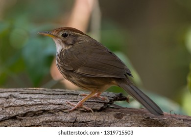 Puff-throated Babbler: a passerine bird found in Asia and it likes to quietly forage forest grounds through grass, plants, and turning fallen leaves for worms and insects.