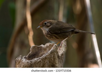 Puff-throated Babbler: a passerine bird found in Asia and it likes to quietly forage forest grounds through grass, plants, and turning fallen leaves for worms and insects.
