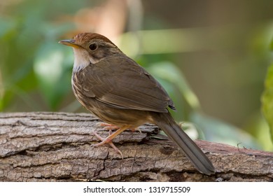 Puff-throated Babbler: a passerine bird found in Asia and it likes to quietly forage forest grounds through grass, plants, and turning fallen leaves for worms and insects.