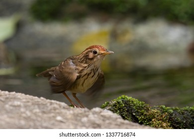 Puff-throated Babbler: a passerine bird found in Asia and it likes to quietly forage forest grounds through grass, plants, and turning fallen leaves for worms and insects.