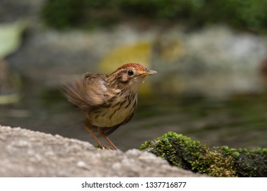 Puff-throated Babbler: a passerine bird found in Asia and it likes to quietly forage forest grounds through grass, plants, and turning fallen leaves for worms and insects.