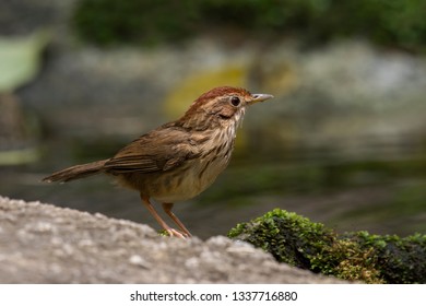 Puff-throated Babbler: a passerine bird found in Asia and it likes to quietly forage forest grounds through grass, plants, and turning fallen leaves for worms and insects.