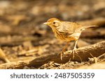 The Puff-throated Babbler (Pellorneum ruficeps) is a small bird with a distinctive puffed throat, brown upperparts, and white underparts with dark streaking. 