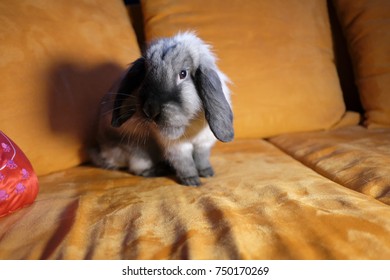 puffy domestic home rabbit on sofa - Shutterstock ID 750170269