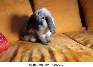 puffy domestic home rabbit on sofa - Shutterstock ID 750170368