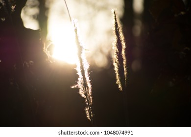 Puffy grass at sunset.