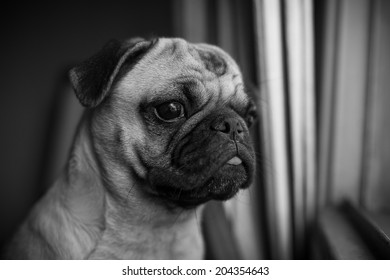 2,046 Chinese Pug Images, Stock Photos & Vectors | Shutterstock