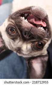 Pug