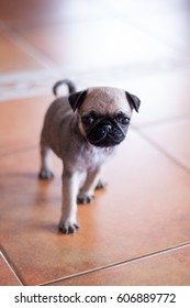 Pug