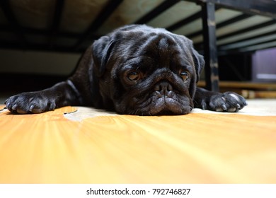 Pug 