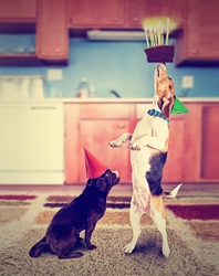 A Pug And A Beagle With Birthday Cake And An Instagram Filter Done Vintage Style For A Retro Look