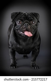 Pug Black Dog Isolated On A Dark Background