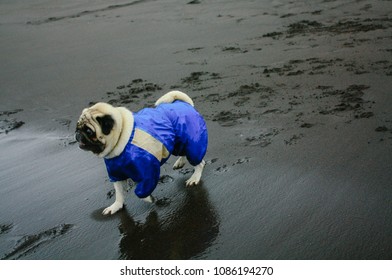 Pug in blue overalls on the beach with dark sand in cloudy weather