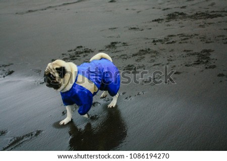Pug in blue overalls on the beach with dark sand in cloudy weather