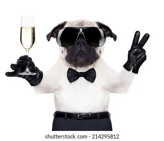 pug with a  champagne glass and victory or peace fingers toasting for new year , looking so cool