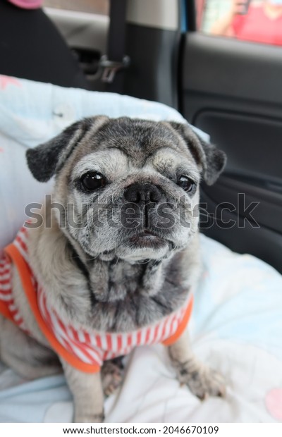 pug\
cute funny face fat dog sitting in a car for\
travel