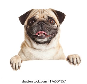 Pug Images, Stock Photos & Vectors | Shutterstock