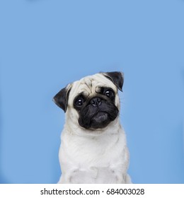 Pug Dog In Blue Background 