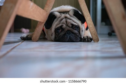 Pug Dog Is Bored Under The Table.