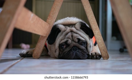 Pug Dog Is Bored Under The Table.