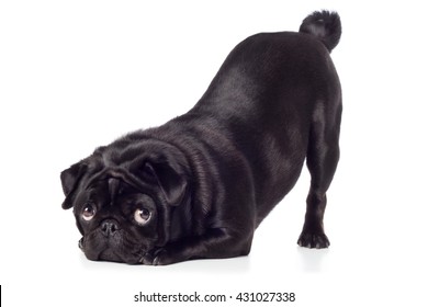 Pug Dog Breed Dog Black Bows With Po Above Trick Cute