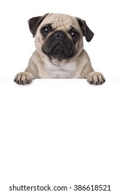 pug dog with bunner isolated on white background