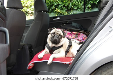 Pug Dog In A Car  On The Back Seat