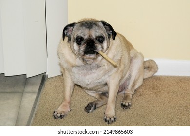 Pug Dog Chewing On Raw Hide Stick That Looks Like A Cigar