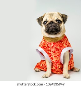 Pug Dog Chinese New Year