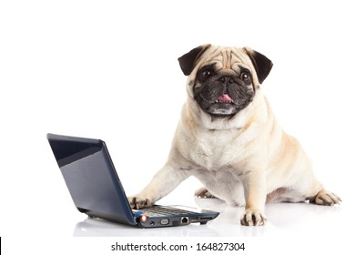 Pug Dog Computer Isolated On White Background