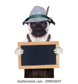pug dog dressed up as bavarian,isolated on white background, holding  a blank empty banner or placard or blackboard