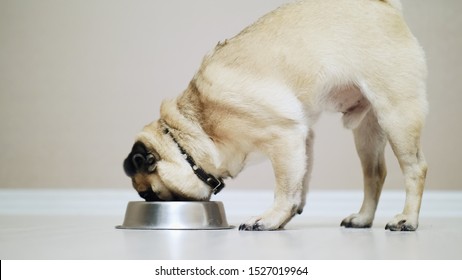 Pug Dog Eating From Bowl In Slow Motion, Indoor