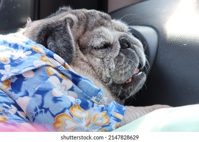 Pug Dog Fat Funny Face Cute Sleeping In The Car On A Trip