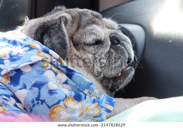 pug\
dog fat funny face cute sleeping in the car on a\
trip
