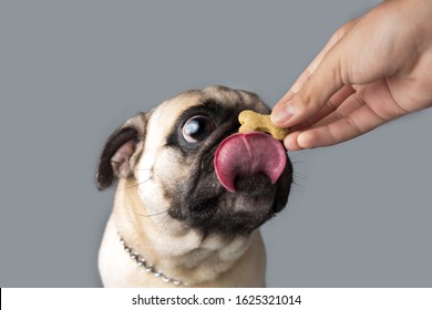 Pug Dog Getting A Cookie Isolated In Gray Background