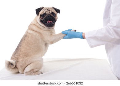 pug dog giving his paw to vet isolated on white background