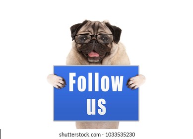 Pug Dog With Glasses Holding Up Blue Sign With Text Follow Us, Isolated On White Background