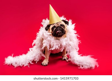 A Pug Dog In A Golden Cap And White Feather Boa On A Red Background. Congratulations On The Holiday