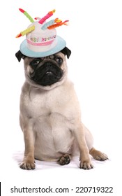 Pug Dog Happy Birthday