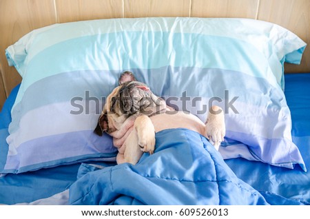 Pug dog having a siesta an resting in bed on a pillow on his back , tongue sticking out looking very funny and wrapped with blanket