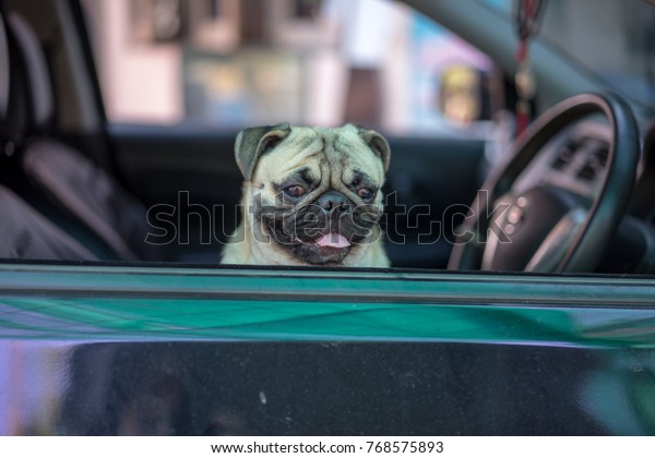 Pug dog head popped\
up at the car window.