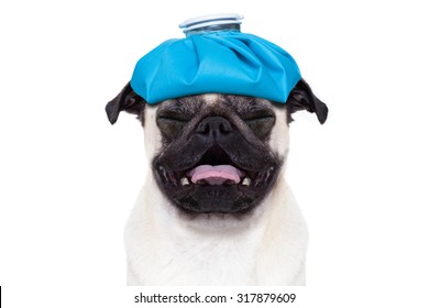 Pug  Dog  With  Headache And Hangover With Ice Bag Or Ice Pack On Head,  Suffering And Crying ,  Isolated On White Background,