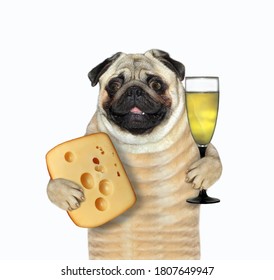 A pug dog is holding a big piece of cheese with holes and a glass of wine. White background. Isolated.