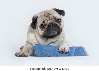 Pug Dog Holding A Blue Towel On White Background