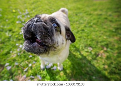 Pug Dog Howling 