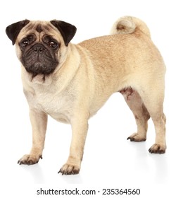 Pug Dog Isolated On White Background