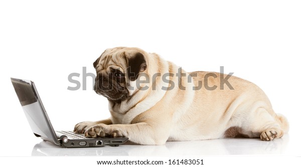ノートパソコンを持つパグ犬 の写真素材 今すぐ編集