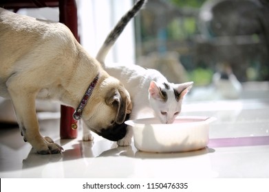 Pug Dog And Little Cat Eating Together