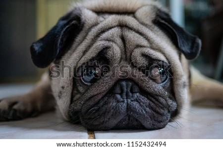 The Pug dog is in a lonely mood. It is hoped the boss will come back soon.
